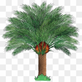Single Palm Oil Tree, HD Png Download - palm trees clipart png