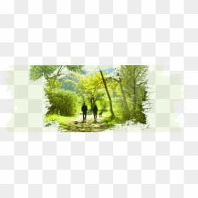 Grove, HD Png Download - central park png