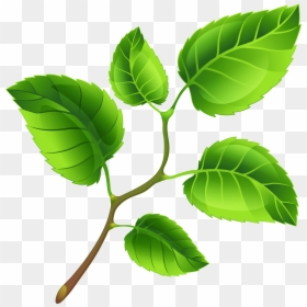 Branch Clipart Png, Transparent Png - branch clipart png