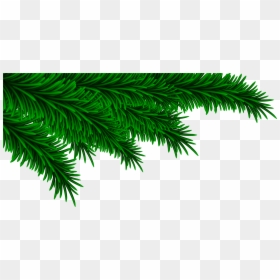 Christmas Pine Branch Png, Transparent Png - branch clipart png