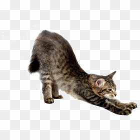 Cat Stretch Front View, HD Png Download - stretch png