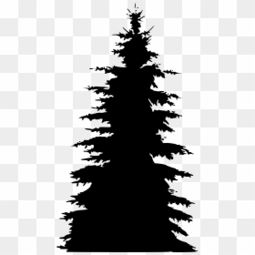 Portable Network Graphics, HD Png Download - pinetree png