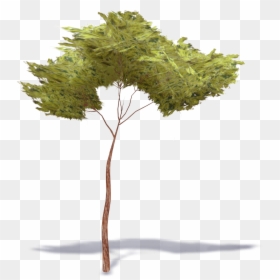 Stone Pine Tree Png, Transparent Png - pinetree png