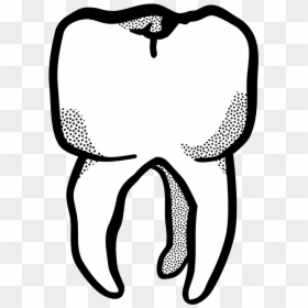 Tooth Drawing Png, Transparent Png - lineart png