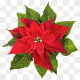 Christmas Poinsettia, HD Png Download - poinsettias png