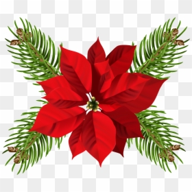 Transparent Background Transparent Christmas Png, Png Download - poinsettias png