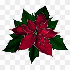 Transparent Poinsettia Png, Png Download - poinsettias png
