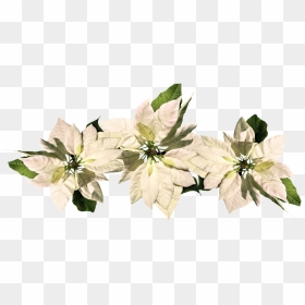 White Poinsettia Transparent Background, HD Png Download - poinsettias png