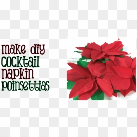 Poinsettia, HD Png Download - poinsettias png