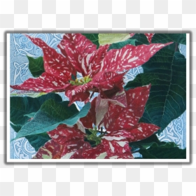 Poinsettia, HD Png Download - poinsettias png