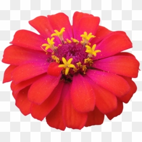 Pink Zinnia Png, Transparent Png - poinsettias png