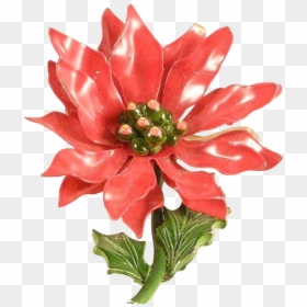 Poinsettia, HD Png Download - poinsettias png