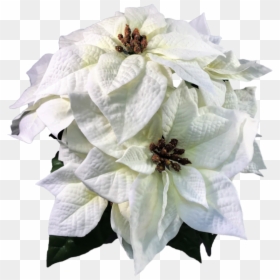 Poinsettias Png, Transparent Png - poinsettias png