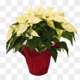 Poinsettia, HD Png Download - poinsettias png