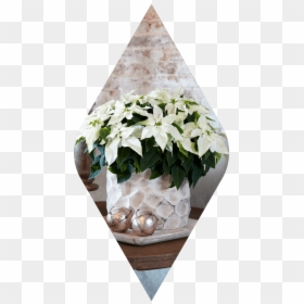 Poinsettia, HD Png Download - poinsettias png