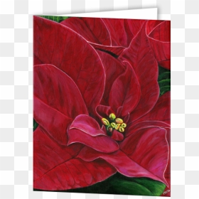 Poinsettia, HD Png Download - poinsettias png