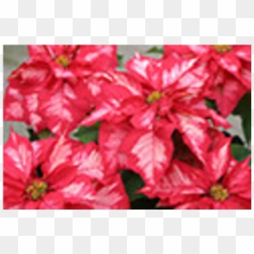 Poinsettias Png, Transparent Png - poinsettias png