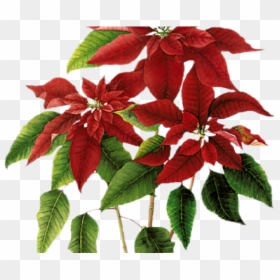 Poinsettia, HD Png Download - poinsettias png