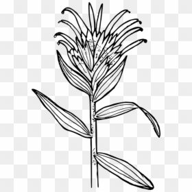 Indian Paintbrush Flower To Color, HD Png Download - paintbrush icon png