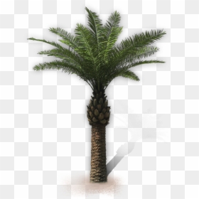 Palm Trees, HD Png Download - palma png