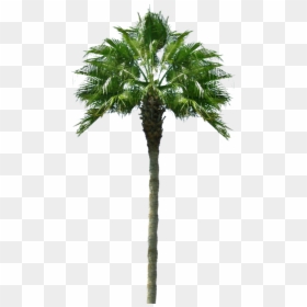 Palm Tree, HD Png Download - palma png