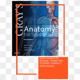 Poster, HD Png Download - grey's anatomy png