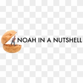 Nutshell Png, Transparent Png - nutshell png