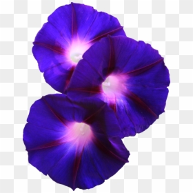 Morning Glory Flower Transparent, HD Png Download - glory png
