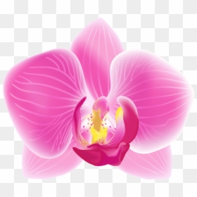 Pink Orchid Png, Transparent Png - pink orchid png