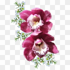 Bunch Of Orchid Flowers, HD Png Download - pink orchid png