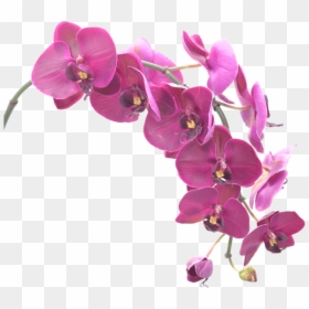 Purple Orchids Png, Transparent Png - pink orchid png