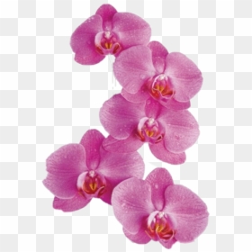 Orchid Png, Transparent Png - pink orchid png