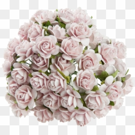 Garden Roses, HD Png Download - pink orchid png