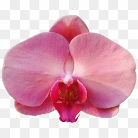 Moth Orchid, HD Png Download - pink orchid png