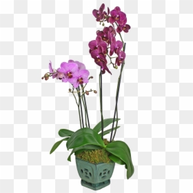 Moth Orchid, HD Png Download - pink orchid png