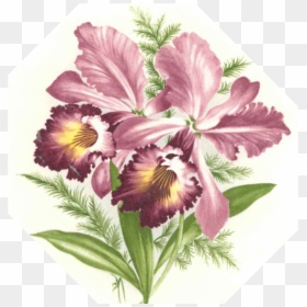 Flower, HD Png Download - pink orchid png