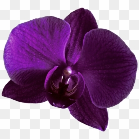Purple Orchid Flower Transparent, HD Png Download - pink orchid png