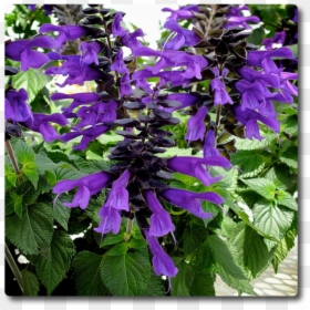 Perennial Plant, HD Png Download - amistad png