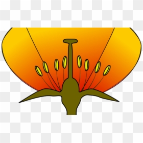 Unlabeled Diagram Of A Flower, HD Png Download - lightswitch png
