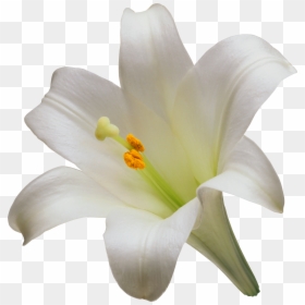 White Lily Flower Png, Transparent Png - lili png
