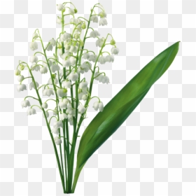 Lily Of The Valley Png, Transparent Png - lili png