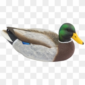 Decoy Duck Transparent, HD Png Download - mallard png