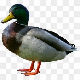 Duck Transparent Background, HD Png Download - mallard png