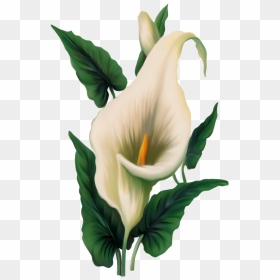 Calla Lily Clipart, HD Png Download - lili png