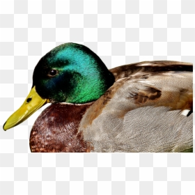 Mallard Png, Transparent Png - mallard png