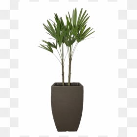 Houseplant, HD Png Download - palmeira png