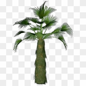 Trachycarpus Fortunei Uses, HD Png Download - palmeira png