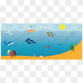 Illustration, HD Png Download - phytoplankton png