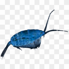 Oniscidea, HD Png Download - phytoplankton png