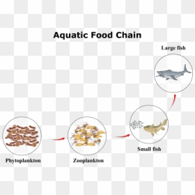 Aquatic Food Chain, HD Png Download - phytoplankton png